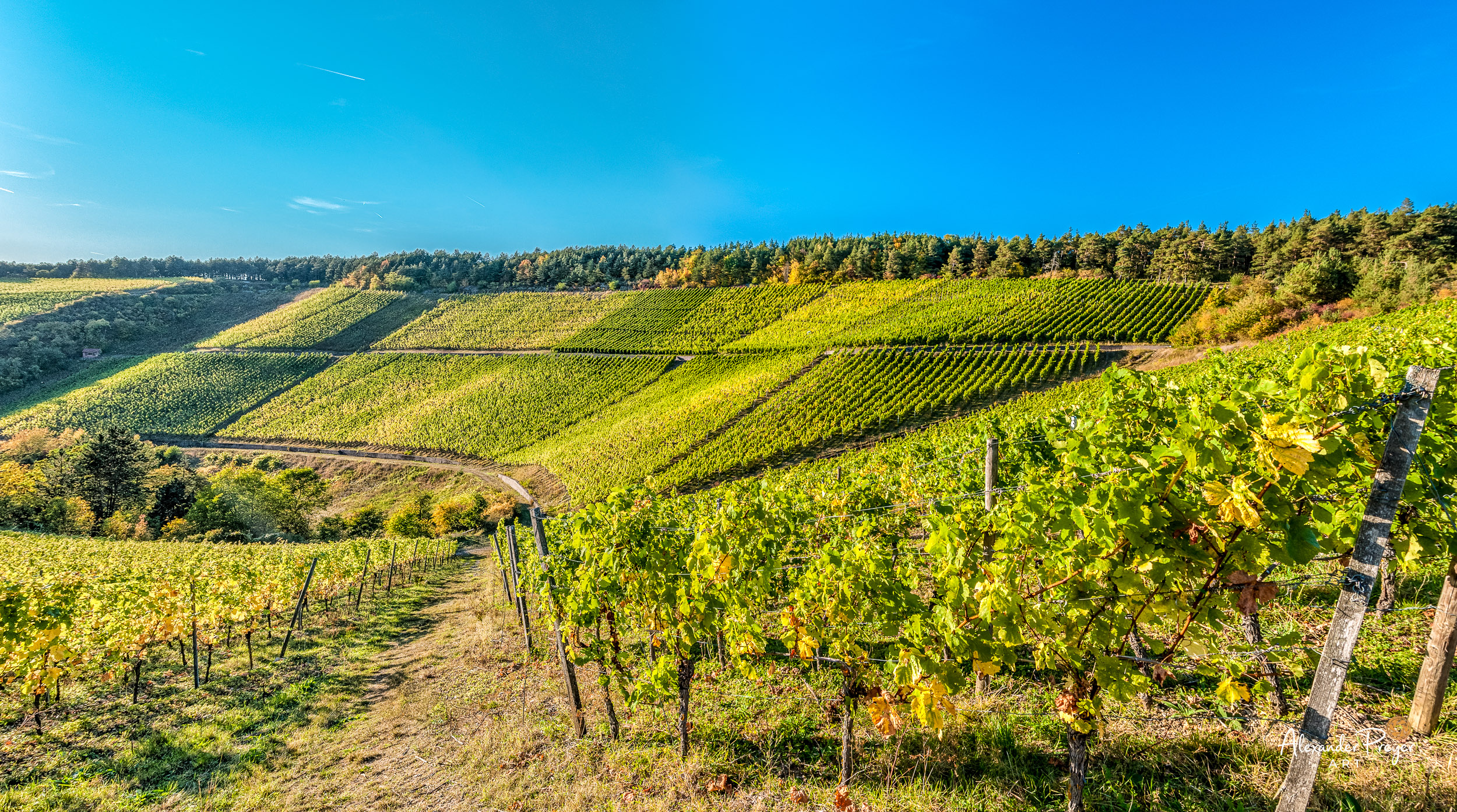 Hammelburger Weinherbst